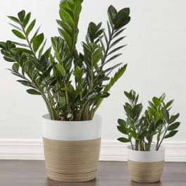 Two potted green plants in woven beige and white containers