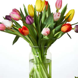 Assorted Tulips