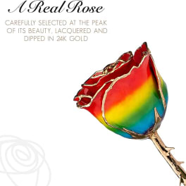 Rainbow-colored rose with gold edges on a white background