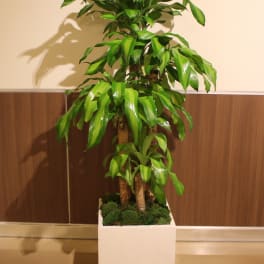 Tall potted dracaena plant in a white square planter