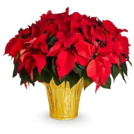 Red poinsettia arrangement in a gold textured pot