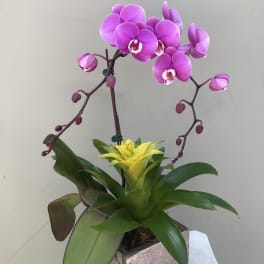 Pink orchid plant in a square wooden planter with a yellow bromeliad