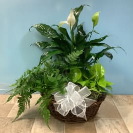 Mixed green plants with white peace lily blooms in a wicker basket with a white bow