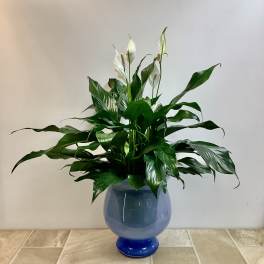 White peace lilies in a blue glass vase