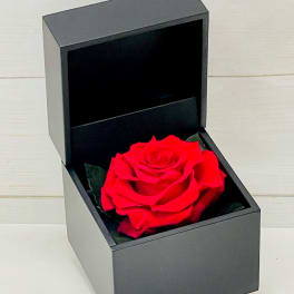 Single red rose displayed in an open black gift box