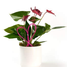 Potted anthurium plant with dark pink blooms in a white container and a pink heart-shaped wire accent.