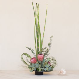 Tall modern arrangement with pink protea and vertical green reeds in a low black bowl