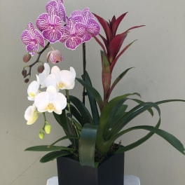 Potted orchid arrangement with white and purple blooms in a black square container