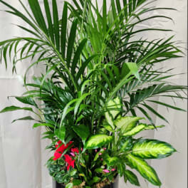 Tall potted tropical plant arrangement with broad green fronds and variegated leaves