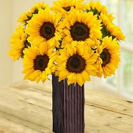 Bouquet of yellow sunflowers in a tall dark vase