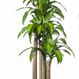 Tall potted dracaena plant with striped green leaves