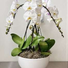 Arrangement with Phalaenopsis orchids
