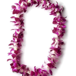 Purple orchid lei on a white background