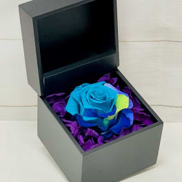 Single blue rose in a black gift box lined with purple petals, lid open behind