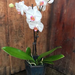 White orchid plant in a dark square pot