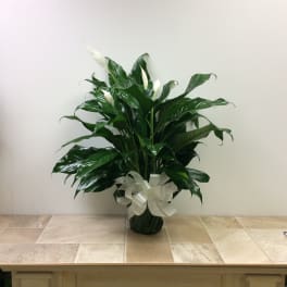 Potted peace lily plant with white blooms and a white ribbon bow