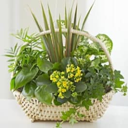 Green plant basket with yellow flowers in a woven handle basket