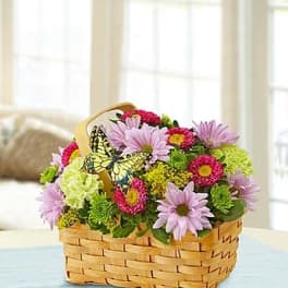 Basket of pink and green daisies with a butterfly pick