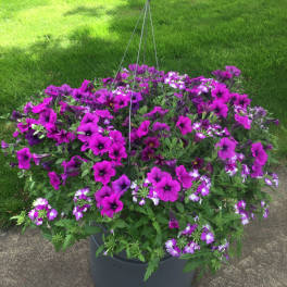 Basket of Blossoms Hanging Basket