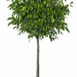 Potted topiary tree with a dense green canopy