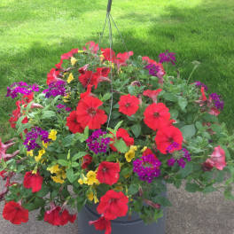 Bursting Blossoms Hanging Basket