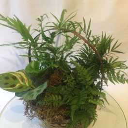 Basket garden of assorted green houseplants and ferns with a handle.