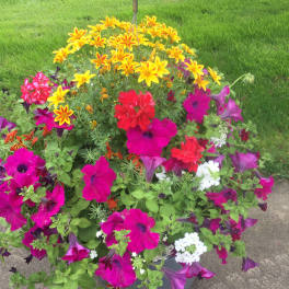 Beautiful Blooms Hanging Basket