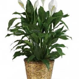 10in Peace Lily
