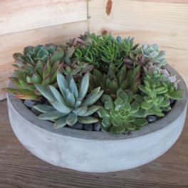 Succulent arrangement in a round concrete bowl