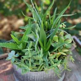 Potted succulent arrangement in a ribbed metal container
