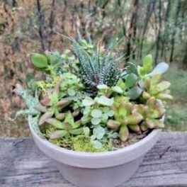 Succulent arrangement in a white bowl planter