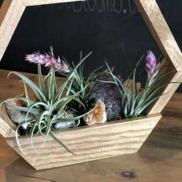 Air plants in a wooden geometric planter with decorative stones