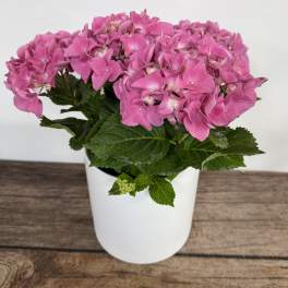 Hydrangea Plant