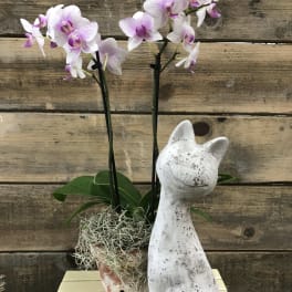 Potted orchid with pink-white blooms beside a white cat statue