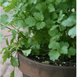 HEALING HERBS GARDEN