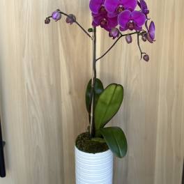 Purple orchid plant in a white ribbed pot