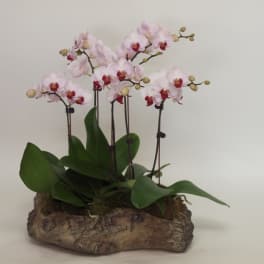 Pink orchids arranged in a rustic bark planter