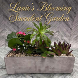 Lanie's Blooming Succulent Garden