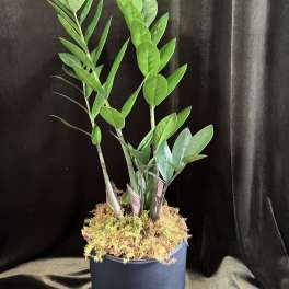 Zz Plant