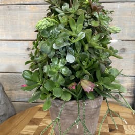 Potted succulent arrangement with trailing stems in a rustic container