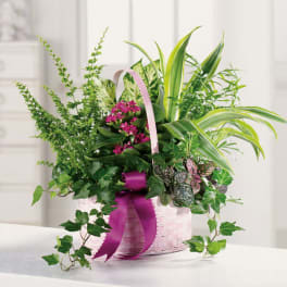 Lush green plant basket with small pink blooms and a magenta ribbon bow