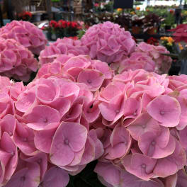 Clusters of pink hydrangea blooms in a flower shop display