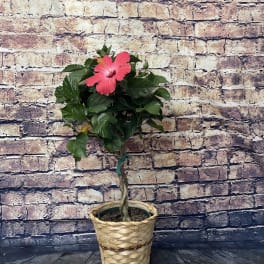 Potted hibiscus plant with a pink bloom in a woven basket