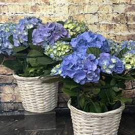 Blue and lavender hydrangea arrangements in white wicker baskets