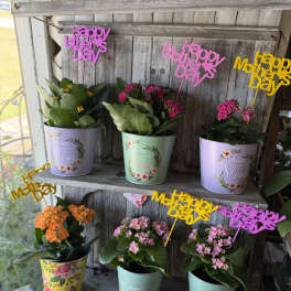 Kalanchoe Planter