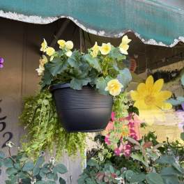 Begonia and Creeping Jenny Hanging Basket