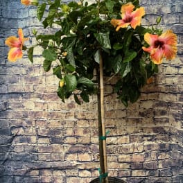 Hibiscus Tree