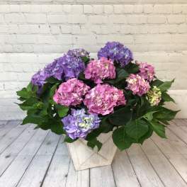 Pink and purple hydrangeas in a white square planter