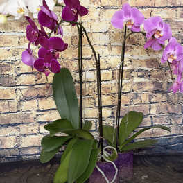Phalaenopsis Orchid