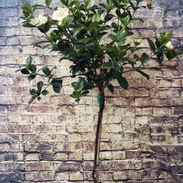 Potted flowering plant with white blooms and glossy dark green leaves